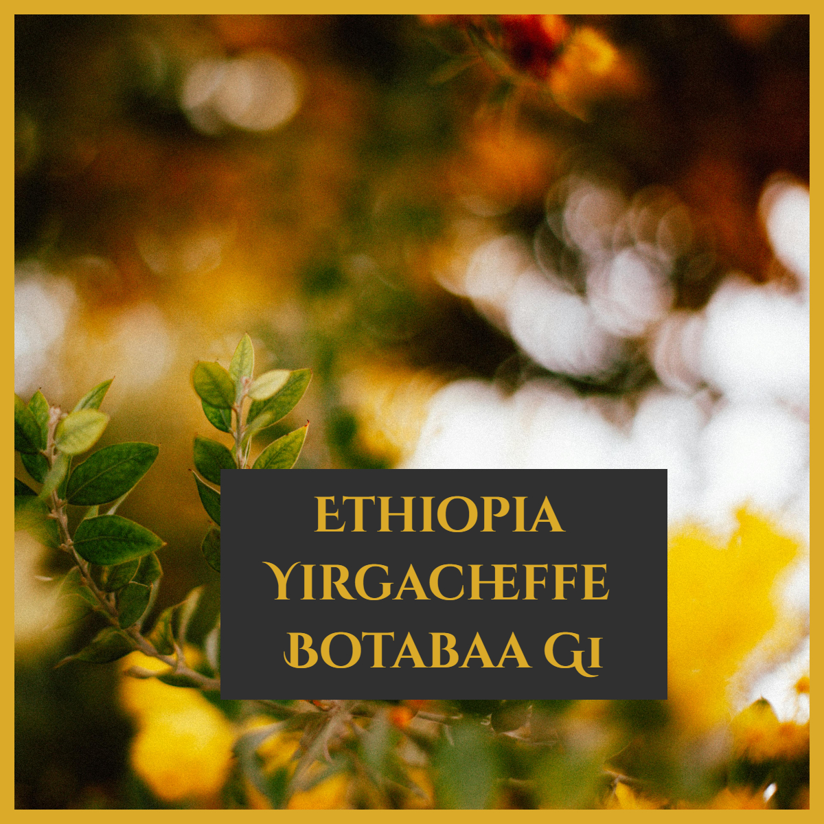 【NEW】衣索比亞 耶加雪菲 波塔巴 / 尼羅河花園 G1