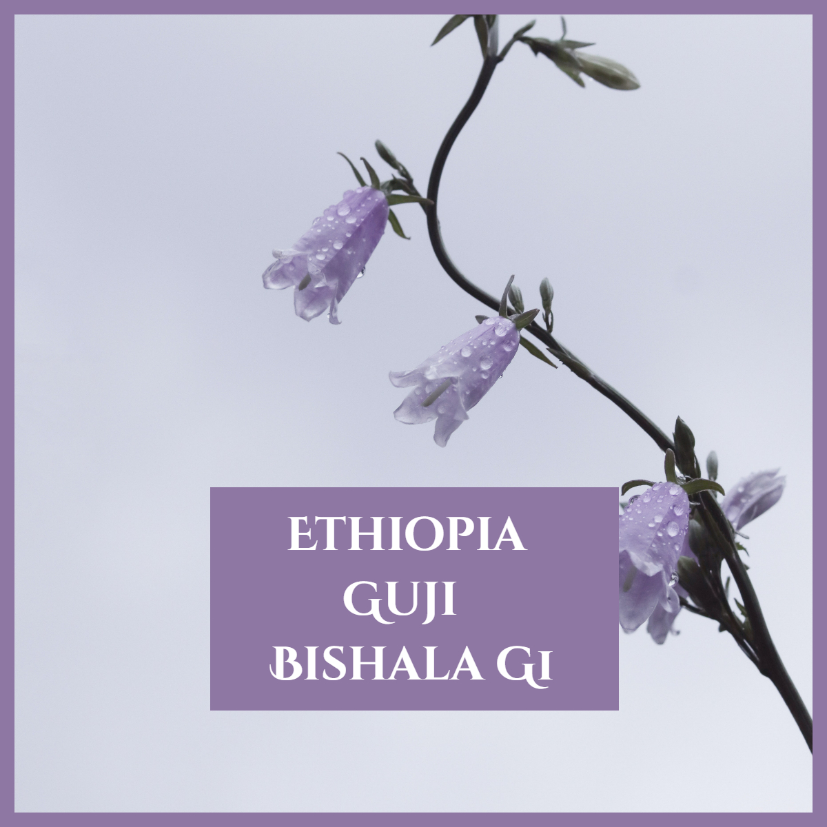 【NEW】衣索比亞 古吉 / 水風鈴 G1 (2025)