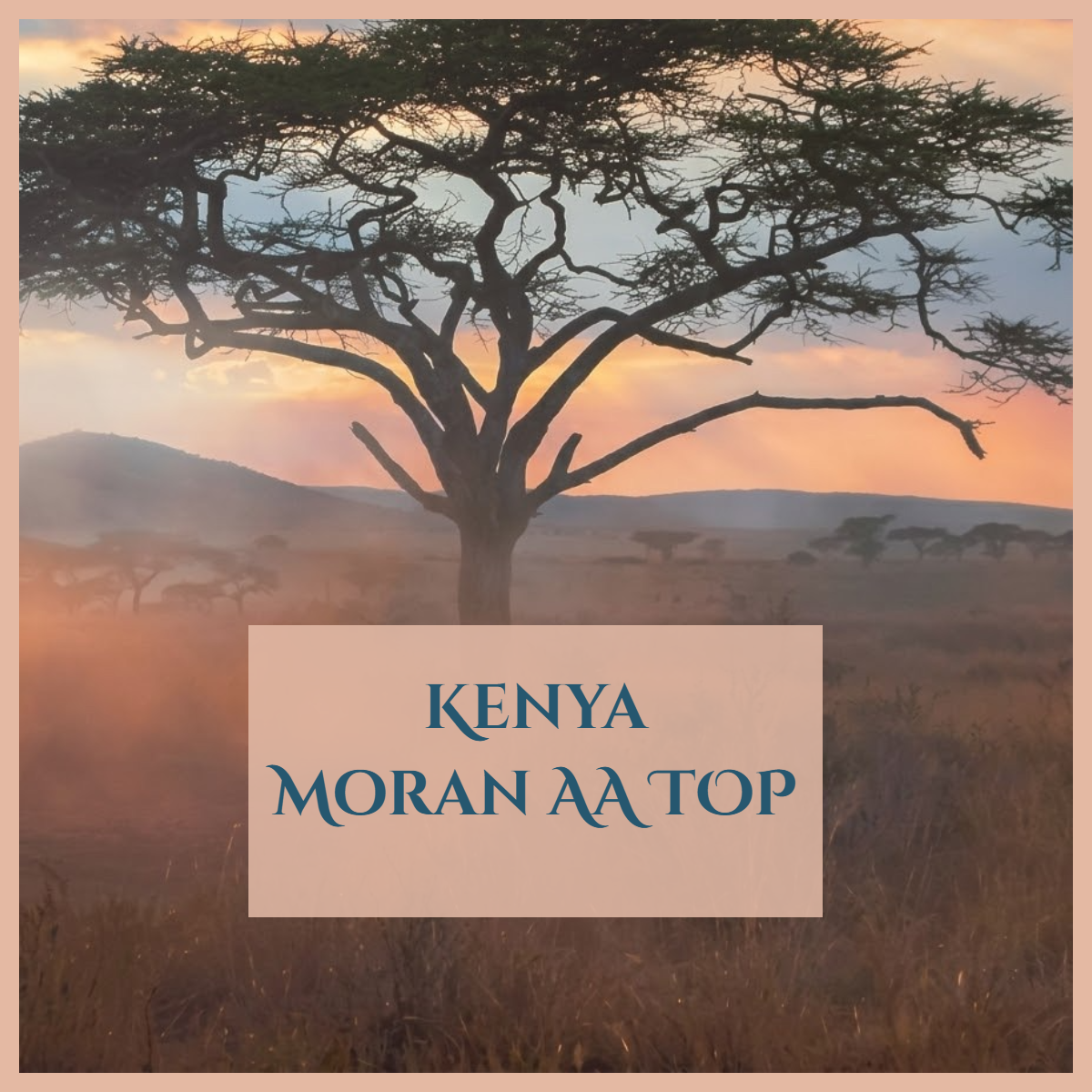 【NEW】肯亞 墨蘭戰神 Moran AA TOP